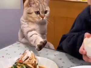 How to describe this cat?